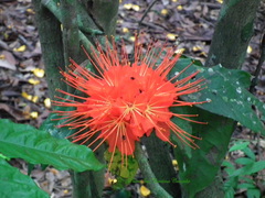 Brownea macrophylla