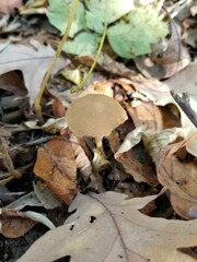 Psathyrella albescens