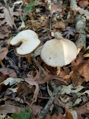 Psathyrella albescens