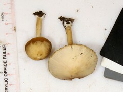 Psathyrella albescens