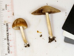 Psathyrella albescens