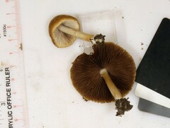 Psathyrella albescens