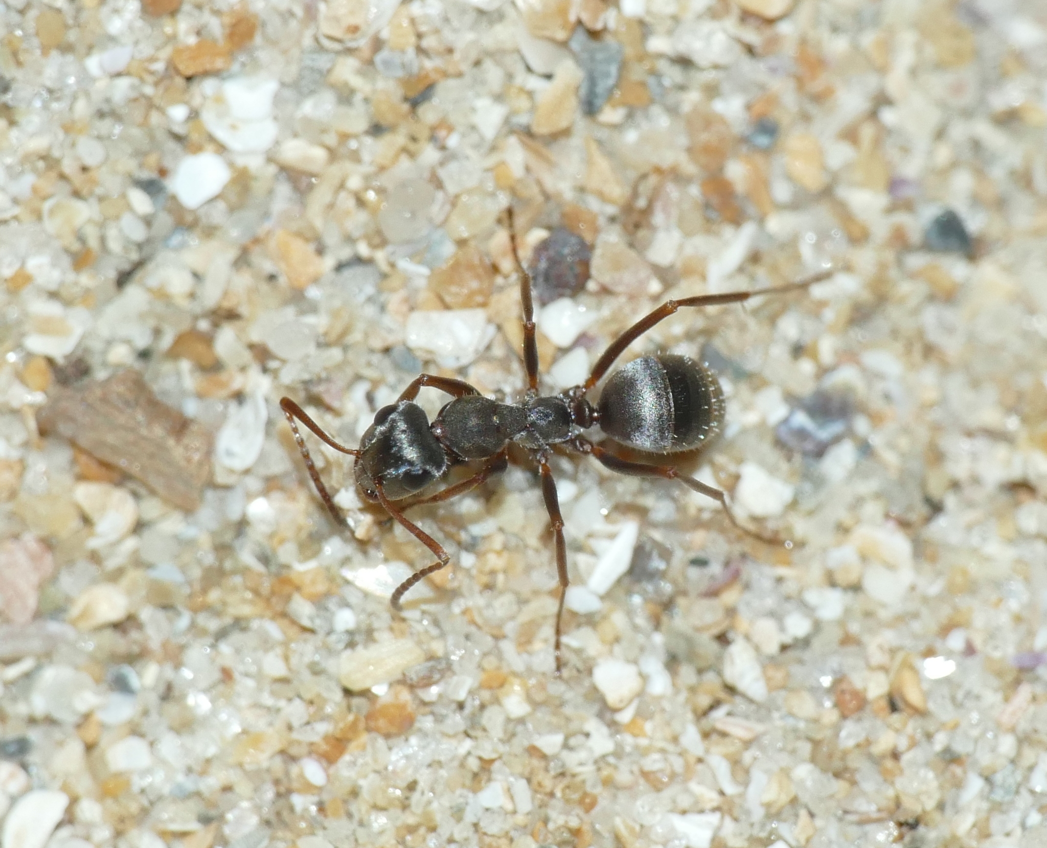 Formica torrentium