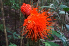 Brownea macrophylla