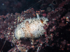 Acanthodoris rhodoceras