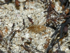 Talitrus saltator