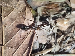 Odontomachus chelifer