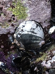 Haliotis cracherodii