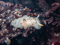 Acanthodoris rhodoceras