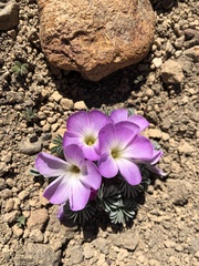 Oxalis adenophylla