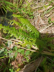 Blechnum parrisiae