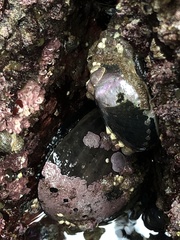 Haliotis cracherodii