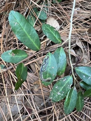 Phytomyza ilicis group