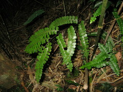 Lindsaea