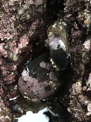 Haliotis cracherodii