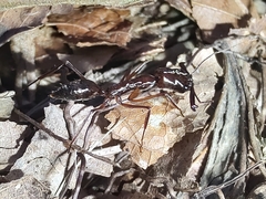 Odontomachus chelifer