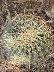 Ferocactus histrix