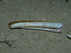 Ensis siliqua