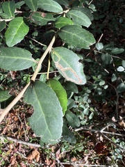 Phytomyza ilicis group