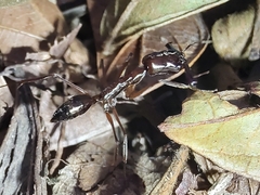 Odontomachus chelifer