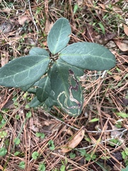 Phytomyza ilicis group