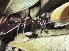 Odontomachus chelifer