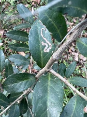 Phytomyza ilicis group