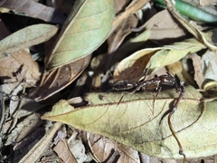 Odontomachus chelifer