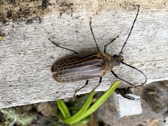 Prionoplus reticularis