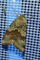 Heliothis