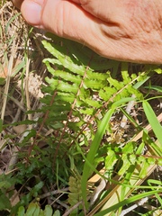 Blechnum parrisiae