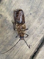 Prionoplus reticularis