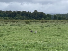 Theristicus melanopis