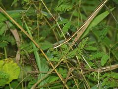 Psammophis elegans