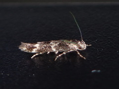 Coleotechnites atrupictella