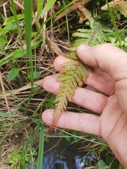 Blechnum parrisiae