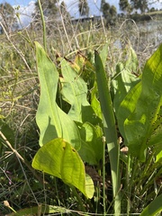 Alisma