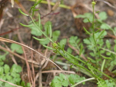 Rorippa