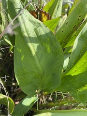 Alisma