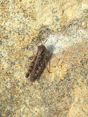 Acrotylus