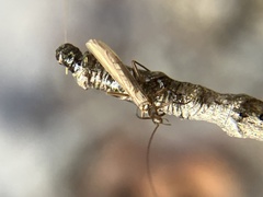 Leuctridae