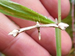 Platyptilia