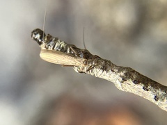 Leuctridae