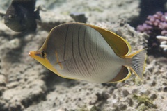 Chaetodon xanthocephalus