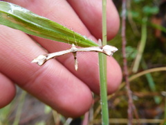 Platyptilia