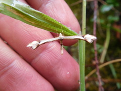 Platyptilia