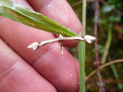 Platyptilia