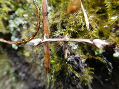 Platyptilia