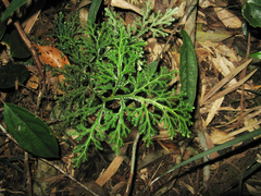 Selaginella monospora