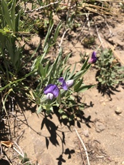 Lathyrus subandinus